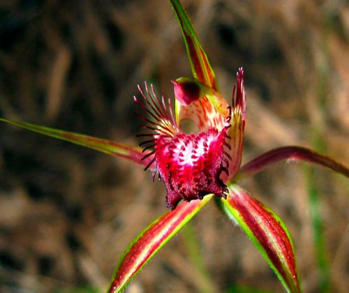 Australian Caladenia Arenicola