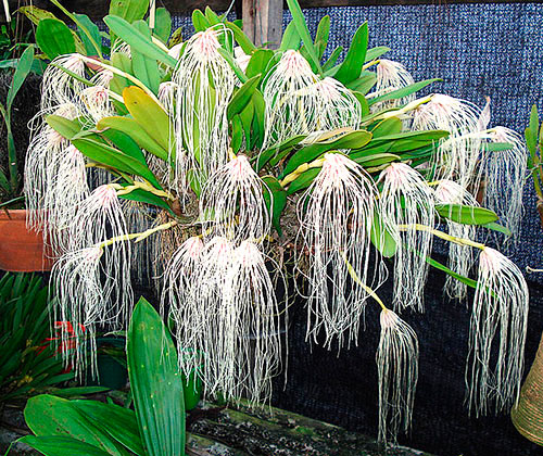 Bulbophyllum Medusae Alba