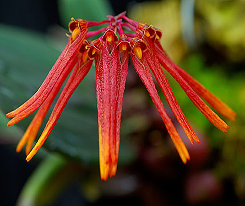 Bulbophyllum Thaiorum