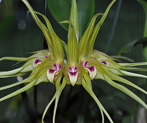 Bulbophyllum Viresun