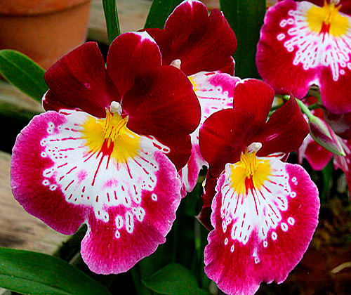 Miltonia Hajime Ono Robert Jackson