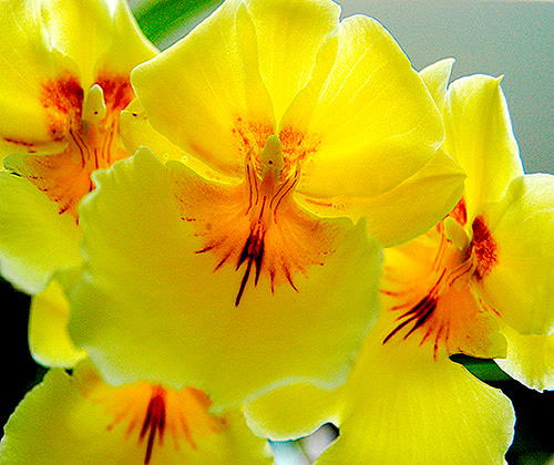 Miltonia Maui Sunset Moonglow