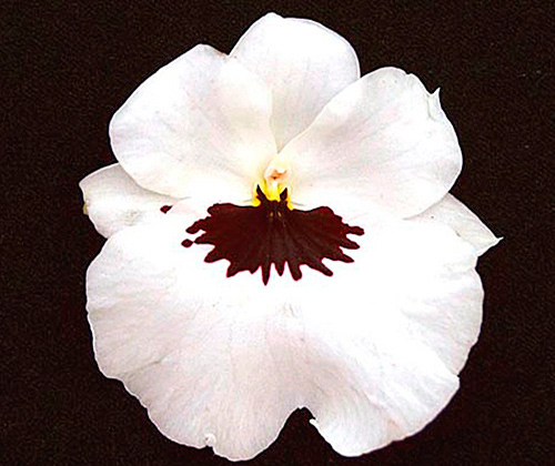 Miltoniopsis Eileen Ono Lorene