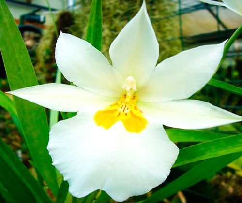 Miltoniopsis Santanaei Roezlii
