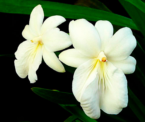 Miltonia Regnellii Albescens