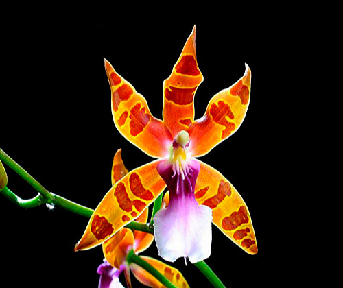 Miltonia Clowesii