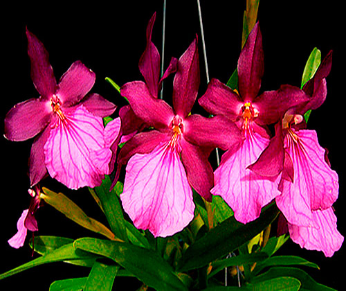 Miltonia Spectabilis Morelianna