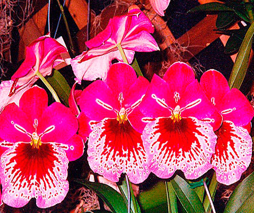 Miltonia Tristar Knight