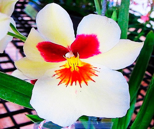 Miltoniopsis Zorro